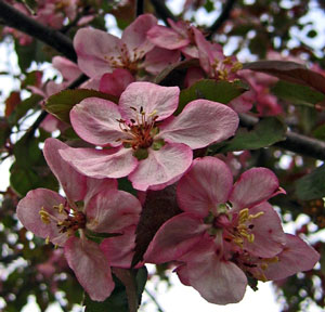 Apple Orchard In Bloom