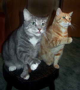 Suma And Mamiya (Tabby Cats)