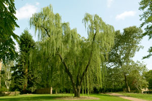 Where Can I Plant A Weeping Willow?