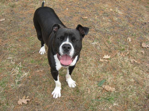 ... 80 lbs. We think either boxer/pit bull mix or maybe bull mastiff mix