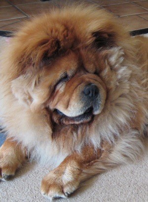 Rocco (Chow Chow Rescue)