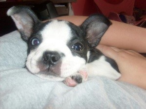 Baby Bella - Boston Terrier