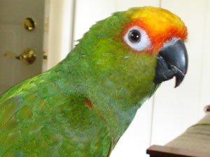 Charlie (Gold Crowned Conure)