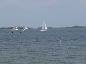 Sailboat and Gulls in South Carolina