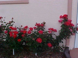 Florida Roses