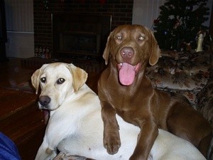 Dixie And Bo (Labrador Retrievers)