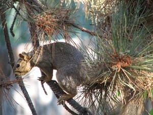 Garden: Squirrel In The Ponderosa Pine