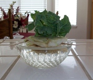 Kitchen Cabbage