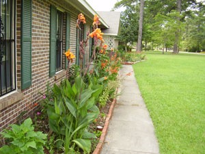Gardening: Lilies