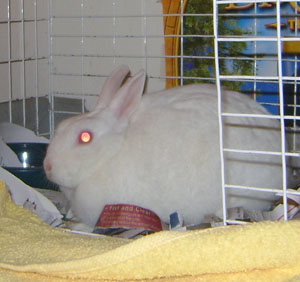 Sparkle (Florida White Rabbit)