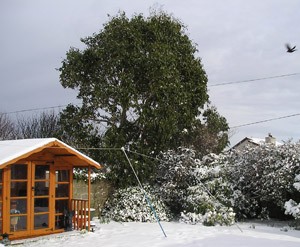 Summer House To Replace Unsightly Bush