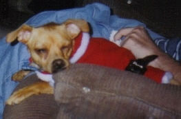 Sable's Christmas Picture