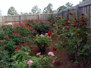 Garden: Florida Roses