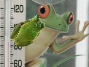 Wildlife: Frogs