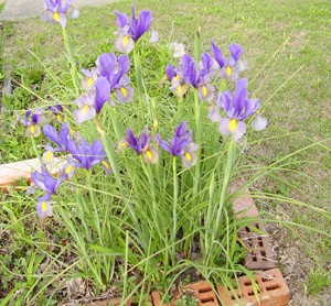 Garden: Irises