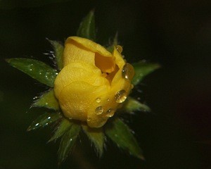 Scenery: Flower With Raindrops
