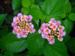 Garden: Lantana