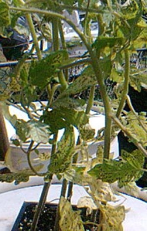 Brown Spots on Tomato Leaves