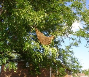 Wildlife: Swarm Of Bees