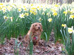 Doxie Beagle