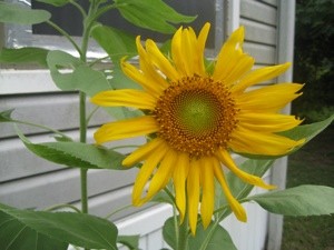 Garden: Sunflower
