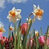Where to Shop for Bulbs