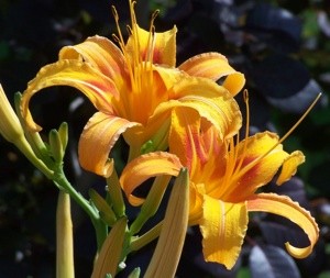 Garden: Day Lillies