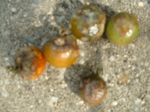 Brown Spots on Ripening Tomatoes