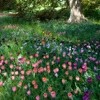 How To Naturalize Bulbs