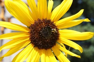 Garden: Bee on a Sunflower