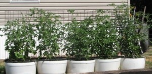 Growing Tomatoes in Containers