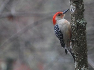 Wildlife: Male Woodpecker 