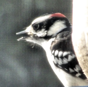 Wildlife: Woodpecker