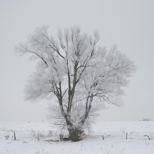 Scenery: Freezing Fog (Cameron, MO)