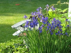 Garden: Irises