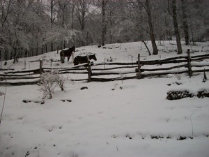 Scenery: Horses In The Snow