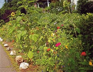 Garden: Suburban Wildflowers