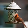 Cleaning and Caring for Birdfeeders