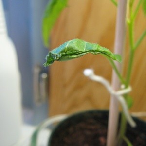 Curling Tomato Leaves