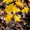 Using Pine Needles and Leaves In Your Garden