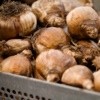 Storing Spring Flowering Bulbs Fresh Until Planting Day