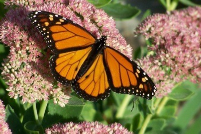 Wildlife: Monarch Butterfly