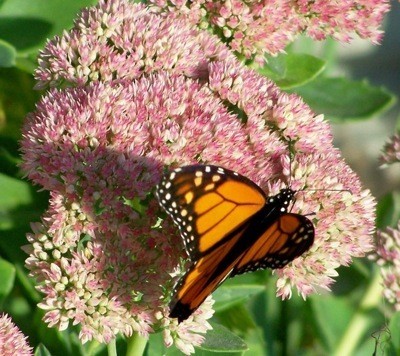 Wildlife: Monarch Butterfly