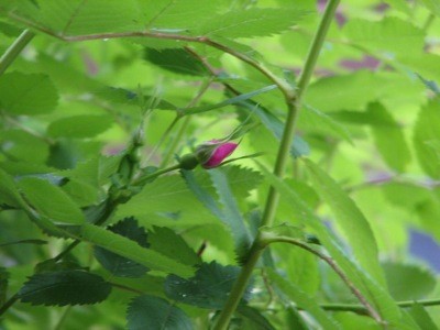 Garden: First Wild Rose Bud