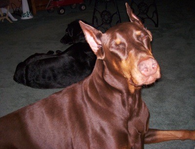 Minnie Doberman