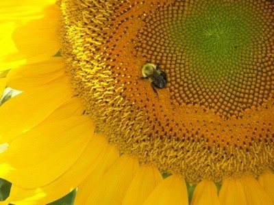 Garden: Bee on a Sunflower