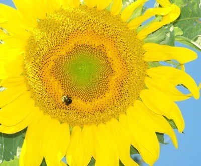 Garden: Bee on a Sunflower