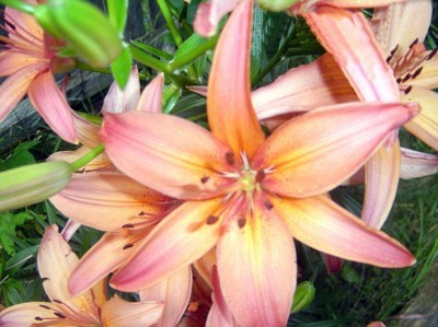 Garden: Lilies
