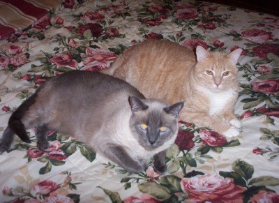 White Paws, Blue Eyes, Missy And Diggs (Cats)