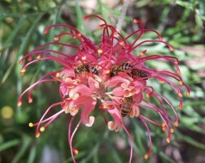 Garden: Fern Leaf Grevilla (Corrigin, Western Australia)